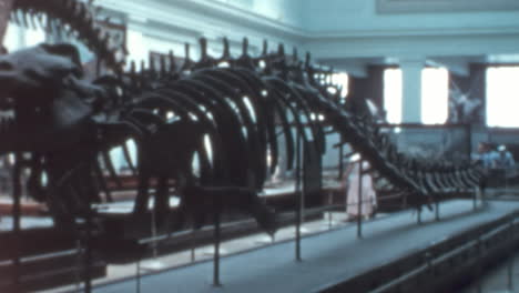 Dinosaur-Skeleton-at-National-Museum-of-Natural-History-Museum-in-Washington