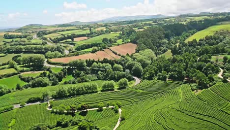 Vista-Aérea-Panorámica-De-Los-Campos-De-Plantación-De-Té-Entre-Caminos-Sinuosos,-Paisaje-Natural-De-Las-Azores