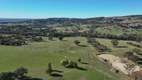 Ganado-En-Tierras-De-Cultivo-Y-Represas-En-Las-Onduladas-Colinas-Verdes-Cerca-De-Euroa-En-Victoria