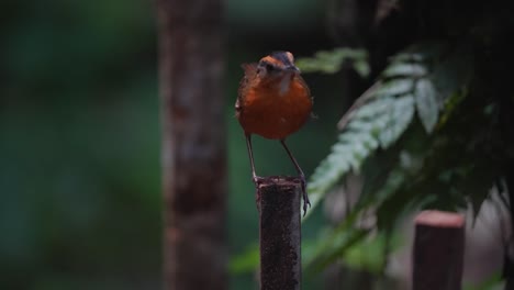 Javan-black-capped-babbler-bird-perching-on-the-wood-with-blurred-green-nature-background