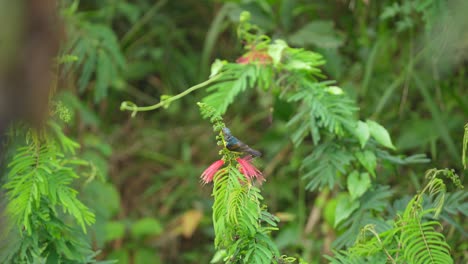 Suimanga-De-Garganta-Marrón-Sobre-Flores-Rojas