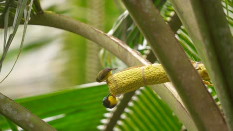 Two-brown-throated-sunbird-,-also-known-as-the-plain-throated-sunbird,-perching-and-eating-on-coconut-tree