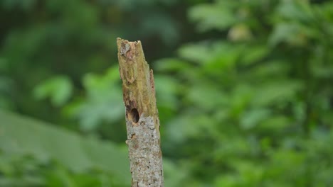 Die-Aktivität-Des-Schönen-Vogels-Sunda-Zwergspecht-Macht-Ein-Loch-In-Einem-Trockenen-Baum,-Um-Ein-Nest-Zu-Bauen