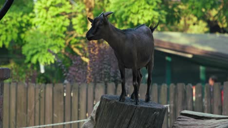 Two-playful-goats-butting-heads-on-a-tree-stump-at-the-Zagreb-Zoo,-Croatia