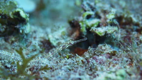 Ein-Unglaublich-Niedlicher-Drachenkopf-Seenadelfisch,-Der-Sanft-In-Der-Meeresströmung-Auf-Einem-Farbenfrohen-Korallenriff-Wiegt