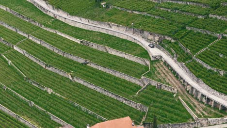 Close-Up-of-Car-on-Winding-Road-through-Lausanne-Vineyards