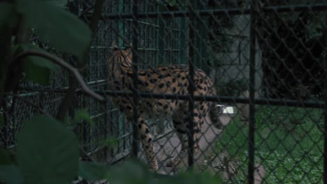 serval-cat-walking-along-the-edge-of-its-enclosure,-surrounded-by-green-foliage-and-a-mesh-fence