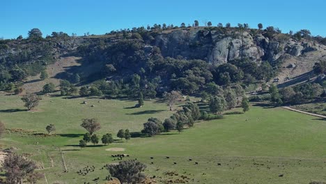 Aerial-of-cattle-moving-to-a-feeding-area-on-a-farm-with-Mt-Teneriffe-in-Victoria-beyond