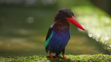 Ein-Wunderschöner-Vogel-Namens-Javan-Kingfisher-Genießt-Die-Nachmittagsatmosphäre-über-Dem-Wasserbecken