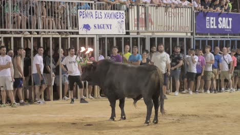 Torero-Sin-Capote-Llamando-A-Un-Toro-Con-Bolas-De-Madera-En-Los-Cuernos-En-Una-Plaza-De-Toros-Con-Cadafales-Y-Espectadores-De-Peñas-De-Noche-En-Un-Evento-De-Toro-Embolado-En-Sagunto