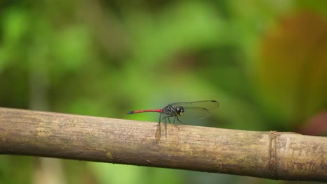 Schöne-Rote-Libelle-Auf-Einem-Bambus-Mit-Verschwommenem-Naturhintergrund