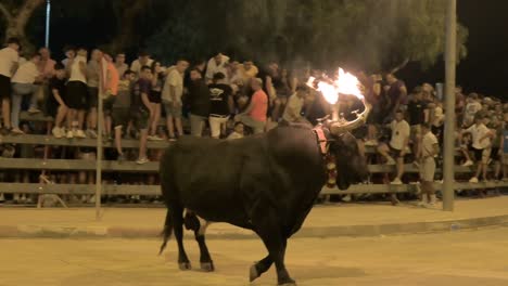 General-shot-of-a-bull-with-fireballs-on-its-horns-at-a-running-of-the-bulls-with-many-spectators-in-Sagunto