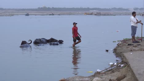 Cows-bathing-in-Ganga-river,-Triveni-Sangam,-the-confluence-of-the-Ganges-and-the-Yamuna-rivers-in-evening,-Prayagraj