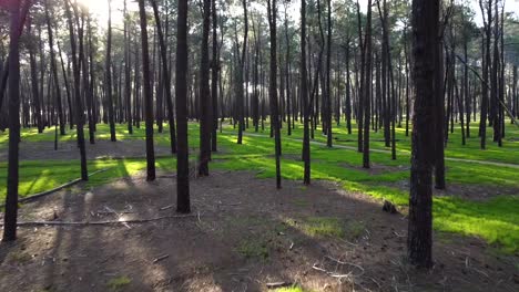 Slowly-dodging-flying-through-Pine-Tree-Forest-Plantation-in-Gnangara,-Perth,-Western-Australia