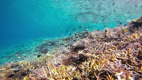 Una-Impresionante-Toma-Submarina-Con-La-Cámara-Moviéndose-Sobre-Un-Vibrante-Arrecife-De-Coral.