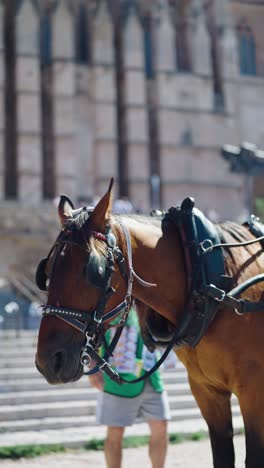 Vertical-shot-of-calm-horse-with-eye-blinkers-near-Cathedral-of-Mallorca