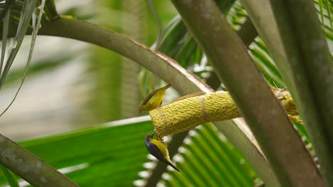 Two-brown-throated-sunbird-,-also-known-as-the-plain-throated-sunbird,-eating-coconut-flower