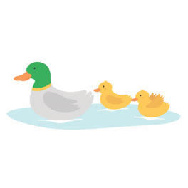 An-animation-of-Flat-design-mother-duck-and-her-little-ducklings