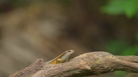 Garden-lizards-are-one-of-the-most-common-types-of-lizards-found-in-Indonesia,-crawling-on-wood,-Wildlife-concept