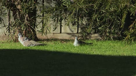 Familia-De-Palomas-Crestadas-Sentadas-Al-Sol-En-El-Césped-De-Un-Jardín,-Australia,-Gippsland,-Victoria,-Maffra