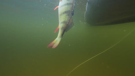 One-fish-being-released-from-a-hand-back-into-the-water-next-to-a-boat-in-underwater-lake-diving-footage