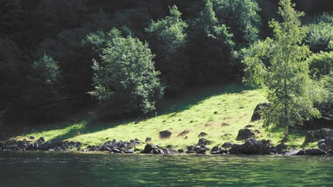 Orillas-Rocosas-Y-Verdes-Cubiertas-De-Bosques-Del-Fiordo-De-Naeroy