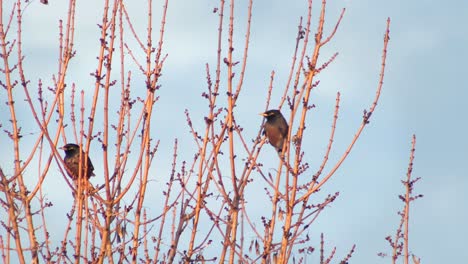 Gemeinsamen-Indischen-Myna-Vögel-Thront-In-Kahlen-Baum-Fliegen-Weg-Goldene-Stunde-Australien-Gippsland-Victoria-Maffra