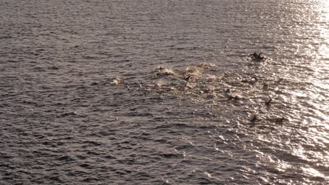 People-swimming-in-the-ocean-at-sunrise,-Bondi-Beach