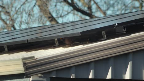 Gemeinsamen-Indischen-Myna-Vögel-Suchen-Schutz-Unter-Sonnenkollektoren-Auf-Schuppen-Garage-Dach-Sonnigen-Tag-Australien-Gippsland-Victoria-Maffra