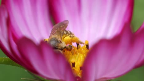 A-bee-collects-pollen-inside-a-vibrant-pink-flower-in-a-close-up-shot