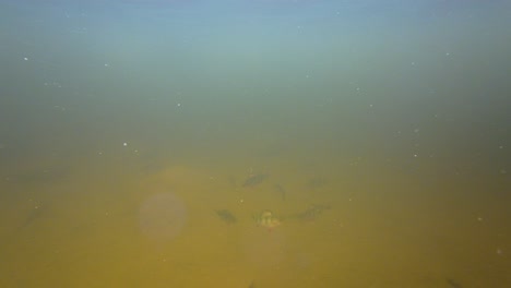 Shoal-of-fish-attacking-a-lure-underwater-and-one-fish-gets-caught-on-the-hook-in-diving-footage