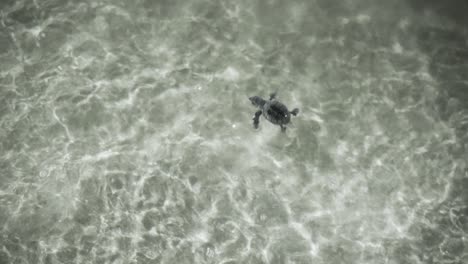 night-baby-sea-turtle-swims-in-crystal-water-Newly-emerged-from-sand-begins-journey-ocean-waves-Conservation-in-Dubai-Persian-Gulf-nurture-life-preserving-marine-habitat-survival-of-hawksbill-turtles