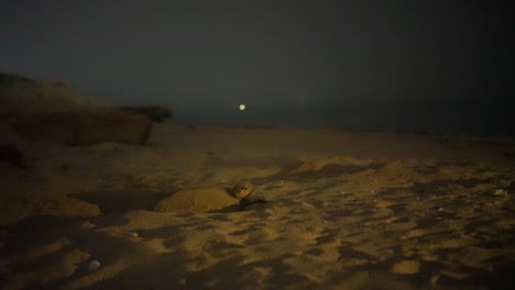 Tortuga-Carey-Madura-Nocturna-Cava-Un-Hoyo-En-La-Arena-Junto-Al-Mar-Playa-Verano-Huevos-Cría-Viaje-Anidación-Cuidado-Instinto-Protección-Supervivencia-Ciclo-De-Eclosión-Naturaleza-Cubriendo-Camuflaje-Océano-En-Irán