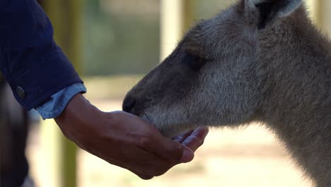 A-man's-hand-feeds-a-kangaroo-with-roo-food-at-the-sanctuary,-showcasing-an-encounter-with-Australia's-native-species-and-a-wildlife-animal-experience,-close-up-shot