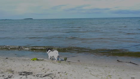 Ein-Süßer-Terrier-Mit-Weißem-Und-Schwarzem-Fell,-Der-An-Einer-Leine-Am-Strand-Entlangläuft-Und-In-Zeitlupe-Spielt,-Im-Hintergrund-Ist-Das-Meer-Mit-Weißem-Wasser-Zu-Sehen