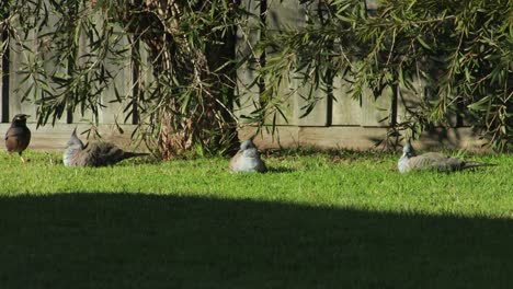 Crested-Pigeon-Bird-Family-Sat-On-Grass-In-Garden-Then-Joined-By-Common-Indian-Myna-Birds-Sunny-Daytime-Australia-Gippsland-Victoria-Maffra