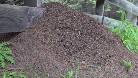 An-anthill-in-the-wild-leaning-on-a-fence