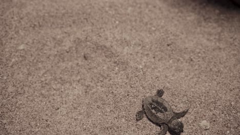 baby-hawksbill-turtle-first-step-on-sand-Emerging-from-egg-begins-fragile-journey-ocean-wave-Conservation-effort-Dubai-across-Persian-Gulf-protect-new-life-ensuring-survival-preserving-natural-habitat