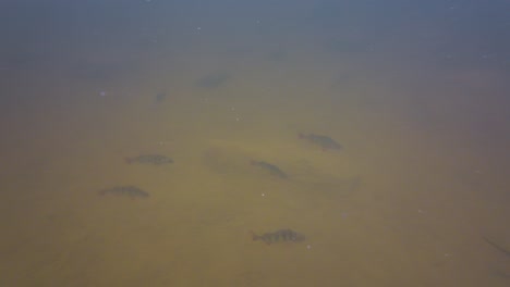 Several-fishes-chasing-after-a-fishing-lure-in-lake-in-underwater-footage