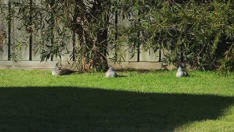 Palomas-Crestadas-Sentadas-En-El-Césped-En-Un-Jardín-Durante-Un-Día-Soleado-En-Australia,-Gippsland,-Victoria,-Maffra