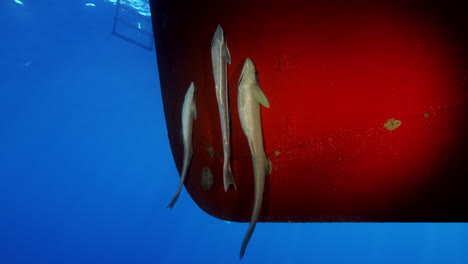 Three-remoras-hang-tightly-to-the-bottom-of-a-red-boat-in-the-deep-blue-ocean