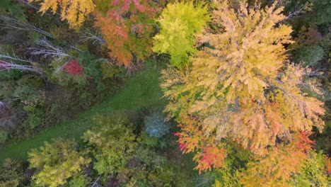 Beautiful-aerial-top-down-view-of-a-mix-of-lush-green-and-autumn-colored-trees