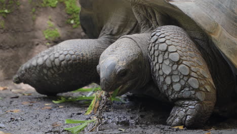 Aldabra-Giant-Tortoise-Feeding-at-Bali-Safari-and-Marine-Park-in-Siangan,-Indonesia