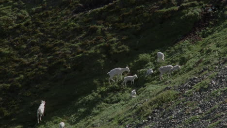 Rebaño-De-Ovejas-De-Dall-Pastando-En-La-Hierba-En-Sheep-Mountain-En-El-Parque-Nacional-Kluane,-Yukón,-Canadá