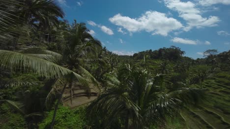 Cinematic-FPV-footage-of-drone-flying-through-Palm-trees-revealing-the-rice-field-Terraces-at-the-back