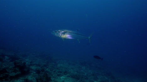 An-impressive-dogtooth-tuna-swims-calmly-above-the-volcanic-coral-reef-against-the-deep-blue-ocean