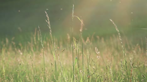 Das-Goldene-Licht-Der-Sonne-Erhellt-Eine-Wiese,-Auf-Der-Sich-Hohes-Gras-Sanft-Im-Wind-Bewegt