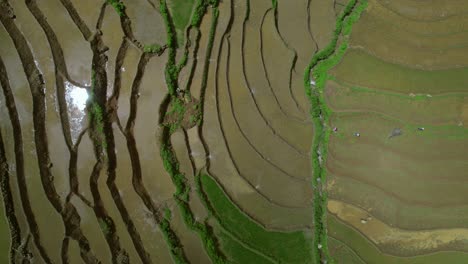 Elevated-Serenity:-Aerial-Exploration-of-Verdant-Asian-Rice-Terraces-and-Dedicated-Farmers-at-Work