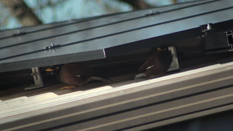 Two-Common-Indian-Myna-Birds-Taking-Shelter-Under-Solar-Panels-On-Shed-Roof-Sunny-Daytime-Australia-Gippsland-Victoria-Maffra