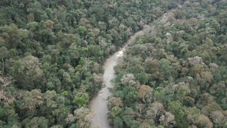 River-in-the-rainforest,-jungle-tree-canopy-dense-forest-nature,-aerial